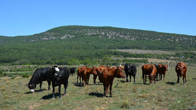 стадо коров, крупный рогатый скот, пастбище