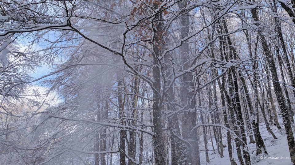 снег в крымском лесу