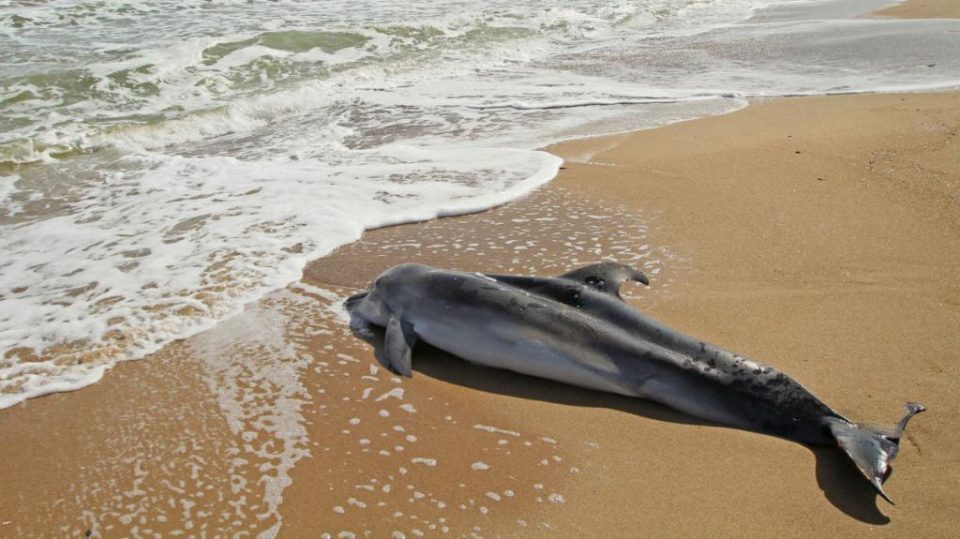 выброшенный на берег в Крыму дельфин