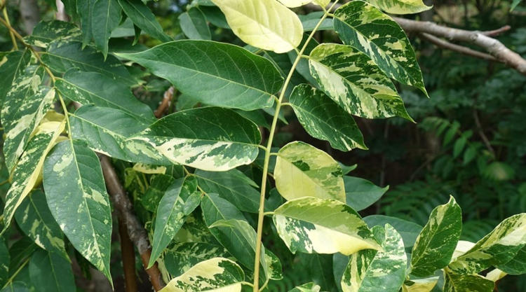 йлант высочайший с необычной окраской листьев, к появлению которой привела генетическая мутация