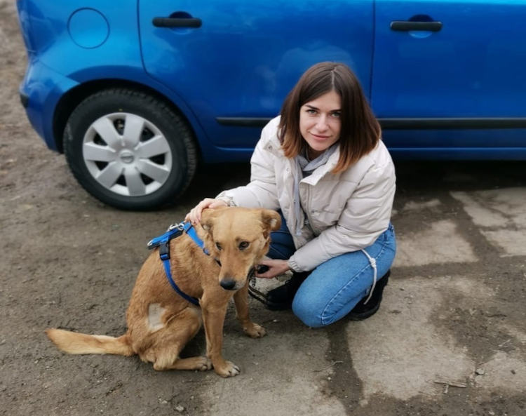 «Тащили за машиной, лужа крови»: в Крыму приютили изувеченную живодерами собаку