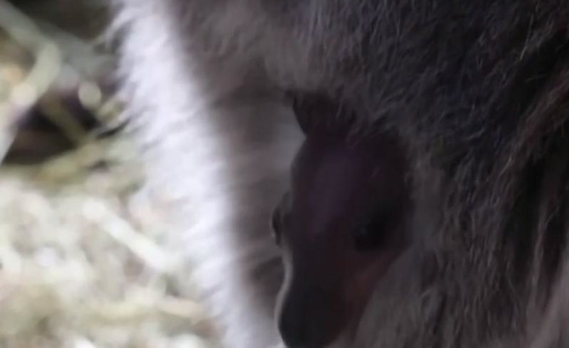 В зоопарке Бахчисарая с начала года родились два валлаби (род семейства кенгуровых).