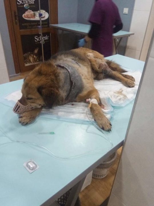 В микрорайоне Фонтаны в Симферополе местный житель обнаружил серьезно пострадавшую собаку: животное было полностью изрезано и лежало в луже крови.