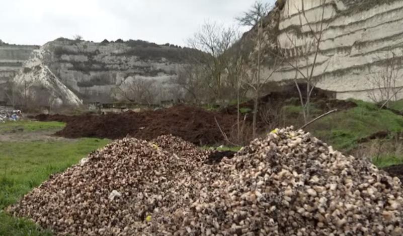 В районе Инкерманского карьера разрастается целый полигон пищевых отходов, в том числе грибов-шампиньонов