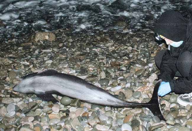 В поселке Орджоникидзе под Феодосией обнаружили выброшенную на берег самку дельфина-азовки