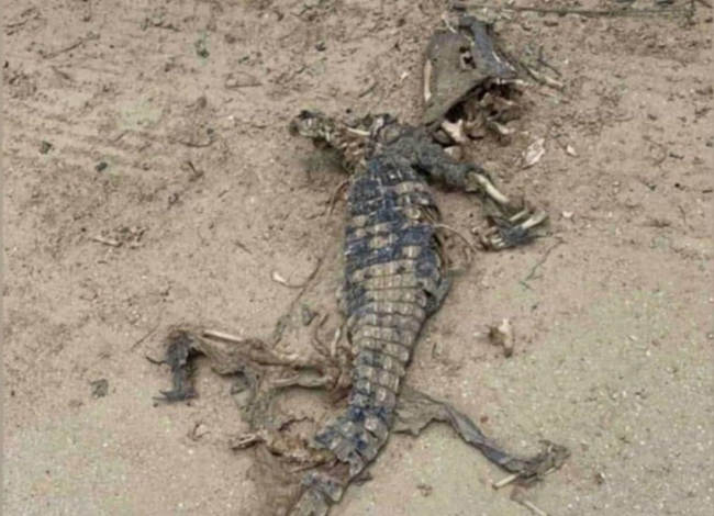 На берегу Азовского моря нашли труп крокодила