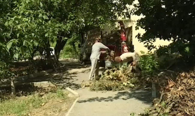 Севприроднадзор проводит в Севастополе ревизию зелёных насаждений
