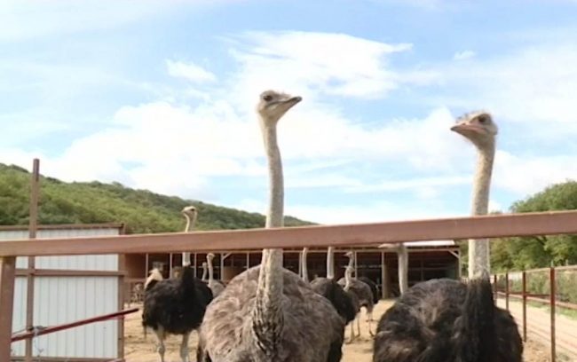 В Севастополе разводят африканских страусов в гастрономических целях (