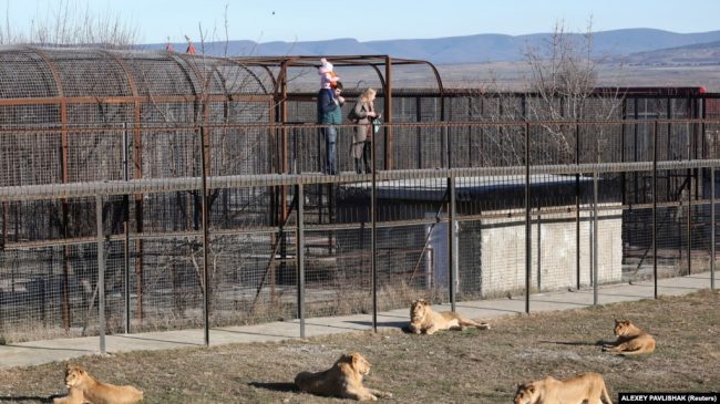 В белогорском сафари-парке «Тайган» в Крым