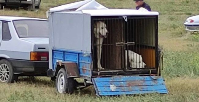 У Белой скалы в Белогорском районе, которая является одной из самых популярных у туристов и местных жителей локацией, проводятся жестокие собачьи бо