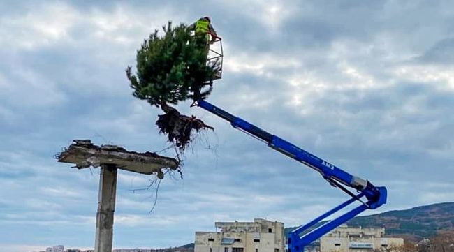 Сосна, которая чудом выросла на вершине недостроенного детского сада в Ялте на улице Тимирязева, успешно пересажена в один из городских скверов