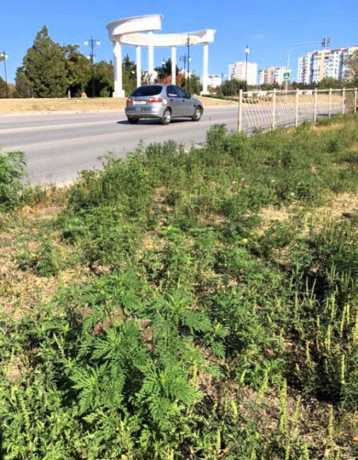 В Гагаринском районе вновь буйно зеленеет амброзия