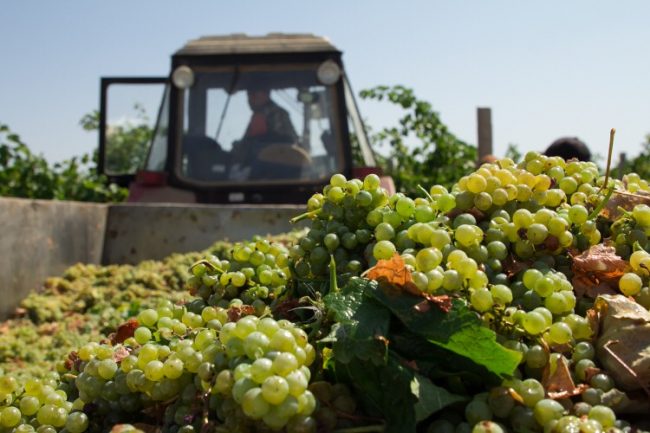Сельскохозяйственные предприятия Севастополя в 2021 году собрали более 20 тысяч тонн винограда