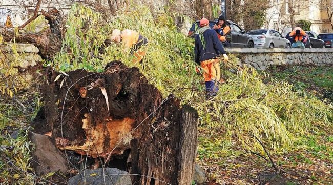 Полтора десятка деревьев упали от ураганного ветра на набережной реки Салгир в Симферополе. Поваленные большие деревья перекрыли сразу несколько пешеходных зон и саму реку