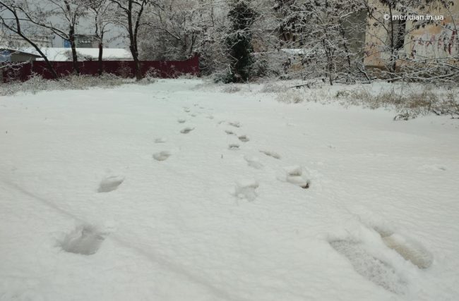 Имитация уборки снега в Севастополе