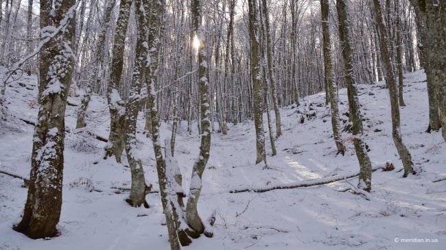 снег в крымском лесу