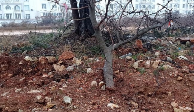 В процессе благоустройства городской территории вокруг ЖК «Легенда» в районе Античного проспекта рабочие уничтожили и повредили несколько деревьев, в том числе краснокнижных