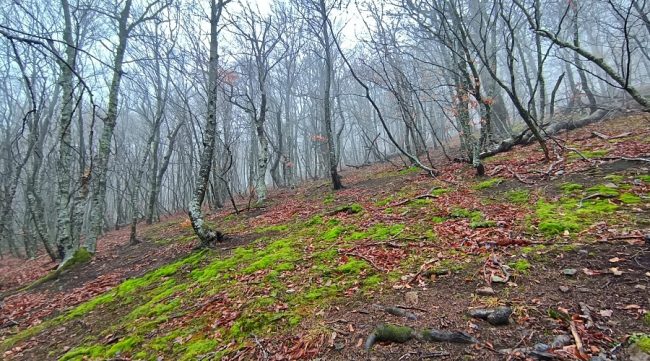 крымский лес в горах