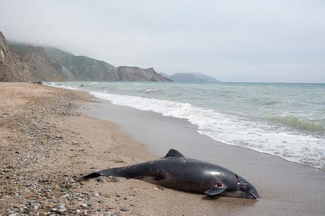 Порядка 640 дельфинов совершили выбросы на побережье Крыма