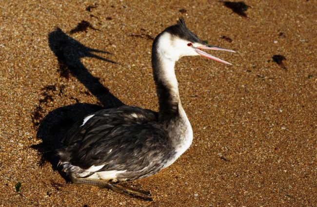 большая поганка (Podiceps cristatus), она же чомга – водная птица