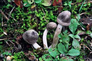 грибы мышата в Крыму