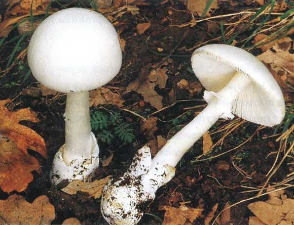 Бледная поганка, отравление грибами