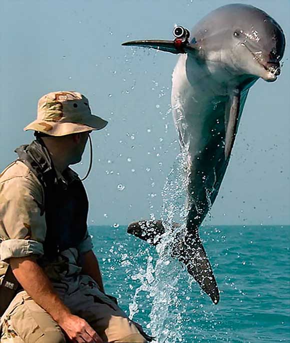 боевой дельфин