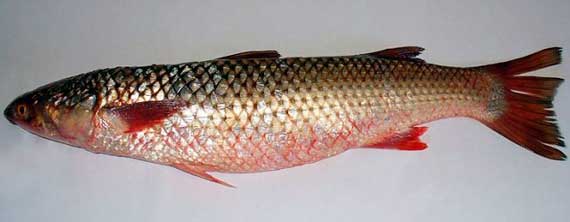 Пиленгас, или пеленгас, или пелингас, или белингас (лат. Liza haematocheilus) - вид морских рыб из семейства кефалевых