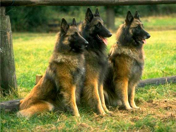 Бельгийские овчарки (Belgian Sheepdog), сторожевые собаки