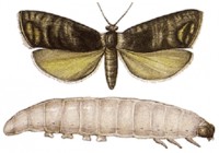Восточная плодожорка (Grapholitha molesta Busck.) – насекомое, являющееся опасным карантинным вредителем