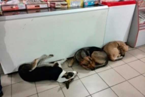 В одном из магазинов Севастополя, на площади Лазарева, продавцы прикормили бродячих собак.
