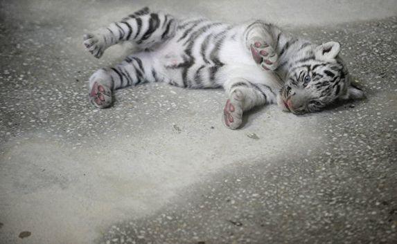 Причиной смерти в Ялтинском зоопарке "Сказка" трех бенгальских тигрят белого окраса стало вирусное заболевание - антиген панлейкопении ("кошачьей чумки"), сообщил на пресс-конференции директор зоопарка Олег Зубков.