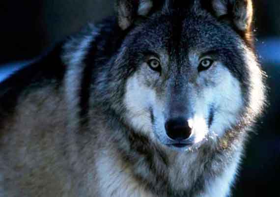 Севастопольское правительство приняло решение о регулировании численности охотничьих ресурсов. В частности, власти города разрешили отстреливать волков.