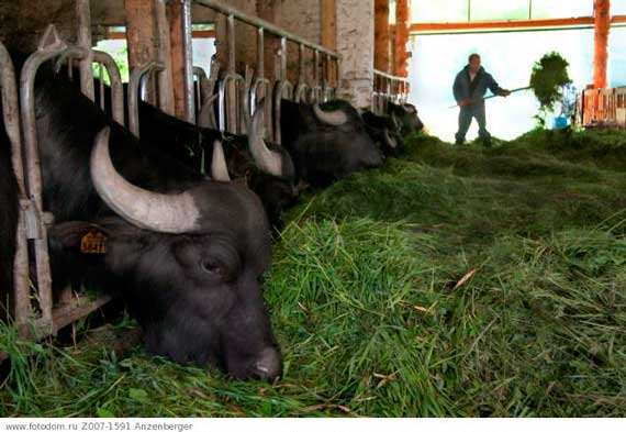 Итальянские инвесторы намерены открыть в Крыму буйволиную ферму