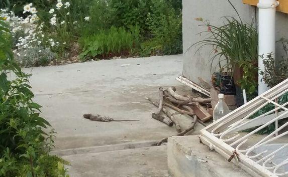 Жители новостроек в Гагаринском районе города жалуются на обилие крыс, которые потом по нескольку дней мёртвые лежат во дворах.