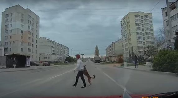 Забавное видео сняли в Шевченковском микрорайоне. Горожане обратили внимание, что собака шла по переходу строго по правилам дорожного движения: сначала посмотрела налево, потом направо.