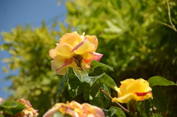 9 июня в Никитском ботаническом саду состоится торжественное открытие  выставки «Розовый вальс», главный акцент которой сделан на демонстрацию роз собственной селекции НБС-ННЦ РАН.
