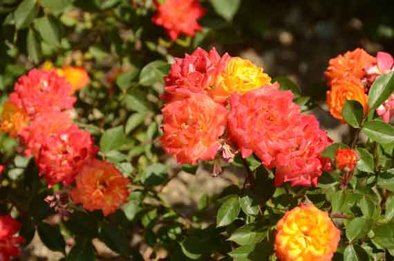 А в целом гости Сада смогут увидеть в парке порядка четырёхсот сортов и видов роз. Учёные и экскурсоводы разработали для посетителей специальную экскурсию по пяти основным площадкам розария Сада.