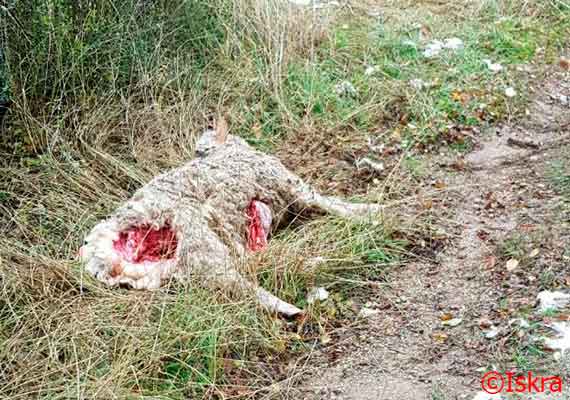 Жители Балаклавы утром 1 ноября обнаружили в окрестностях города двух растерзанных овец