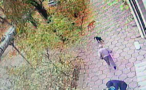На Земской улице в Феодосии появились агрессивные псы. Местные жители боятся проходить мимо одного из местных домов, возле которого на людей регулярно нападают животные.