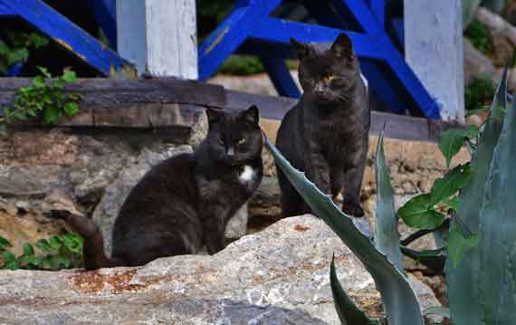 кошки в Никитском саду 