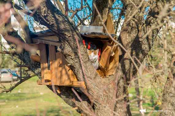 в Севастополе для котов соорудили скворечник на дереве