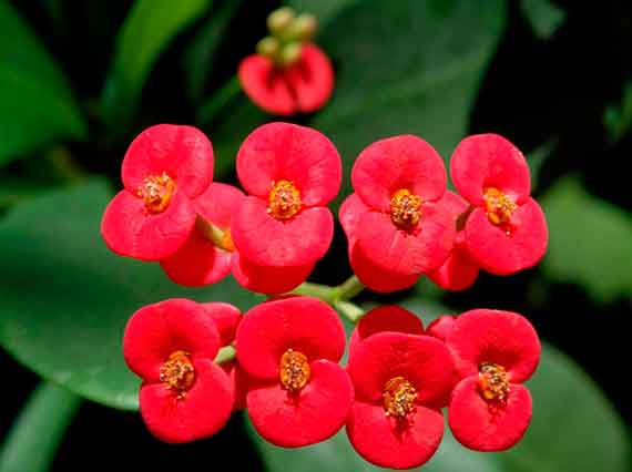 В праздничные дни в Никитском ботаническом саду можно полюбоваться на цветущие бугенвилии, нарциссы, вереск, жимолость и экзотические кактусы.