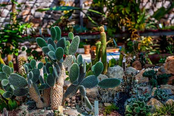 Кактусовая оранжерея Никитского ботанического сада – одна из крупнейших коллекций суккулентных растений России и Европы