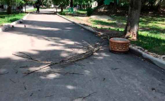 В Симферополе на ребенка упала ветка сухого дерева. Инцидент произошел в Гагаринском парке. Ребенок бегал по дорожкам, когда послышался хруст дерева.