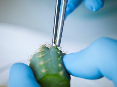 Ученые Таврической академии Крымского федерального университета разрабатывают эффективную технологию микроклонального размножения декоративных видов и форм кактусов.