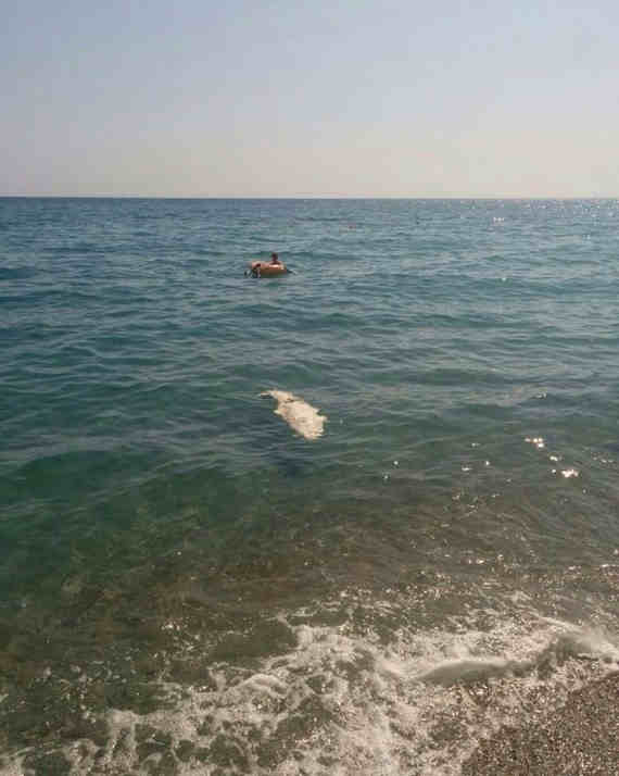 В море, неподалеку от пляжа жилкомплекса «Опера-Прима» в Ялте, обнаружен мертвый крокодил.