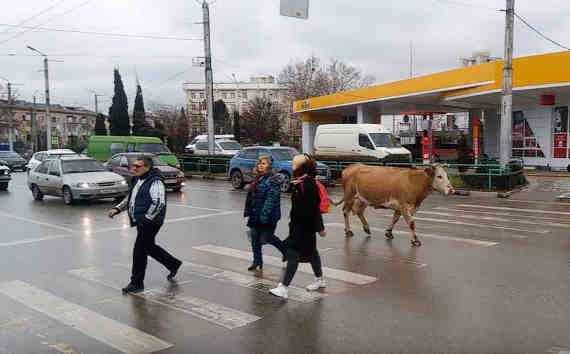 В Севастополе на улице Меньшикова прямо на проезжей части воскресным днём гуляла корова
