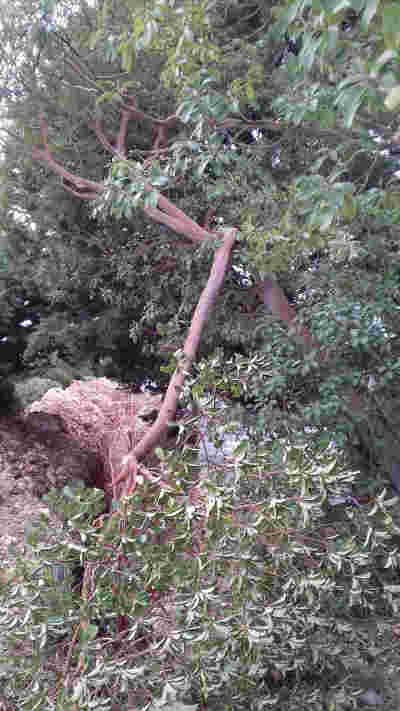 В Севастополе продолжают уничтожать краснокнижные деревья