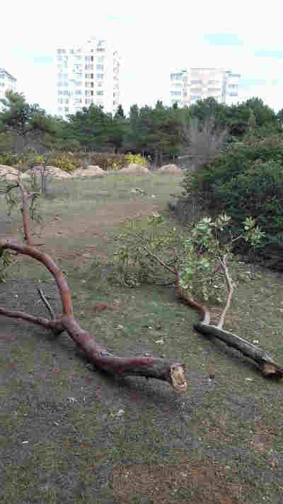 выкорчеванную «бесстыдницу» рабочие уже убрали, но другие сломанные деревья ещё остались